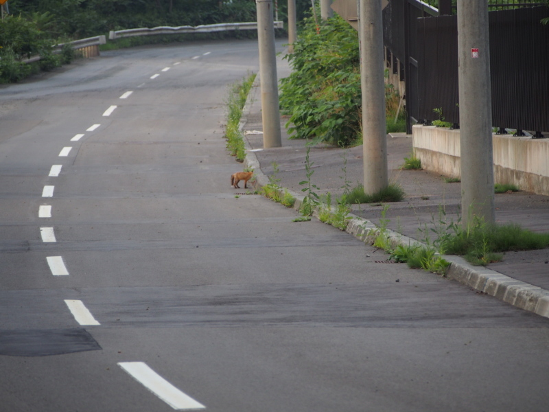 昆虫採集　2015.07.30　part-2　他の虫たち＆きつね_a0249370_18055376.jpg