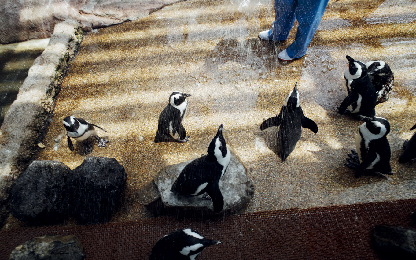 京都水族館Ⅲ_d0172174_2254536.jpg