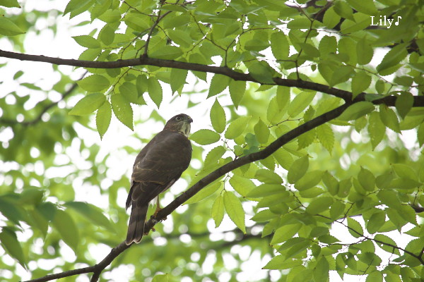 緑輝く季節に ＊ 鳥天使ツミ_e0166574_21262033.jpg