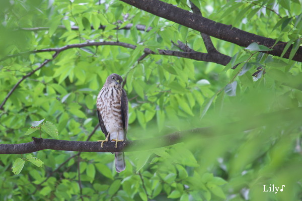 緑輝く季節に ＊ 鳥天使ツミ_e0166574_21272467.jpg