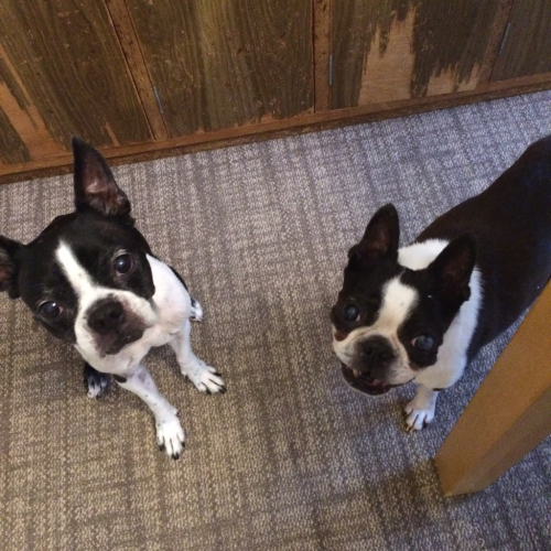 赤ちゃんと犬の生活のメリット ボステリ ｒａｍｉｒｏ ボストンテリア