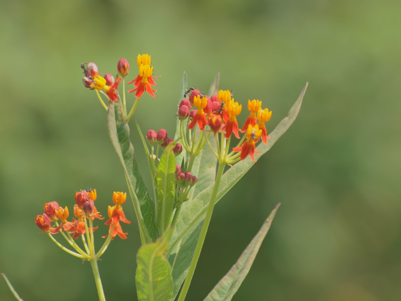 数珠玉　ジュズダマ　4kg+予備400g 数珠玉 ジュズダマ 4kg+予備400g