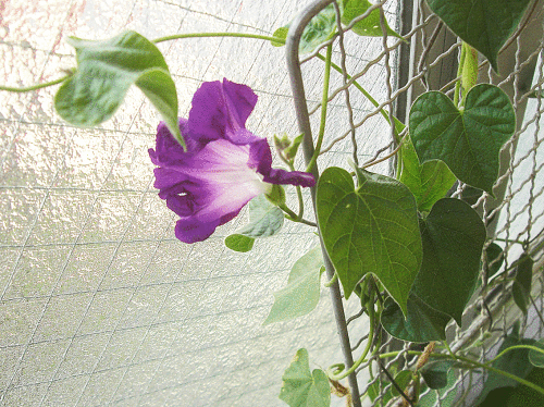 c0095679_08125392.gif