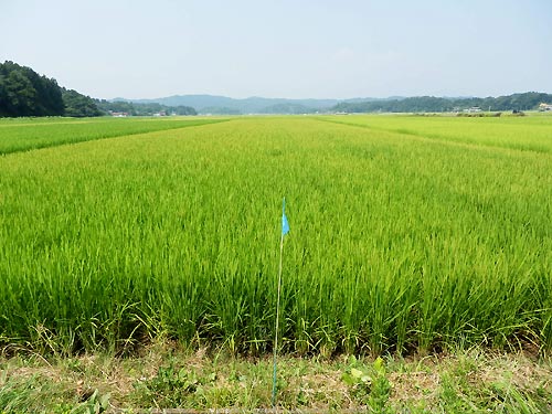 8月6日の田んぼ(目黒角田絆交流田)_d0247484_1240323.jpg