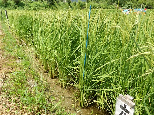 8月6日の田んぼ(月光原小・西根小)_d0247484_9445251.jpg