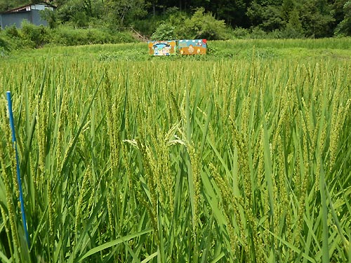 8月6日の田んぼ(月光原小・西根小)_d0247484_94553100.jpg