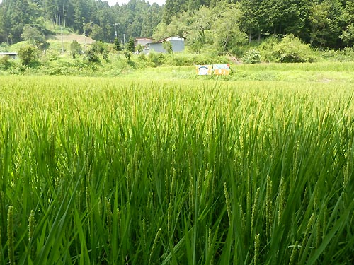 8月6日の田んぼ(月光原小・西根小)_d0247484_9483926.jpg