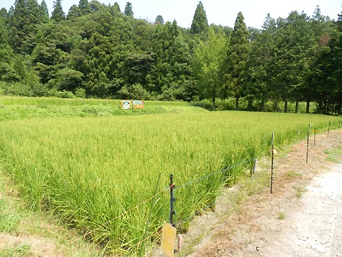 8月6日の田んぼ(月光原小・西根小)_d0247484_948519.jpg