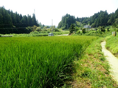 8月6日の田んぼ(月光原小・西根小)_d0247484_94915.jpg