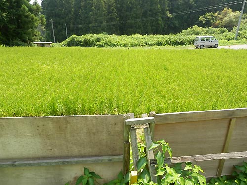 8月6日の田んぼ(月光原小・西根小)_d0247484_9491881.jpg