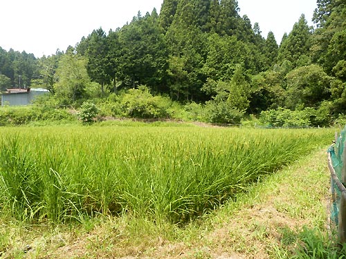 8月6日の田んぼ(月光原小・西根小)_d0247484_9515172.jpg