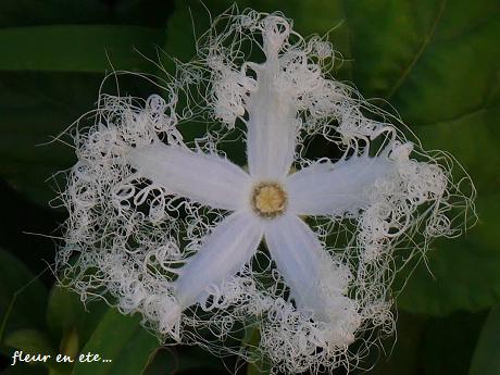 夏の夜の夢☆夜に咲く、幻想の花・・・_c0098807_19344667.jpg