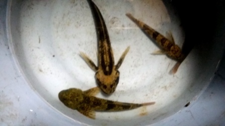 南魚沼産カジカ_a0128408_16415691.jpg