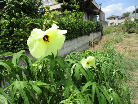 708 アマランサス ジャワほうれんそう ヒユ菜 ミケの 畑へ行こう 708 アマランサス ジャワほうれんそう ヒユ菜 ミケの 畑へ行こう