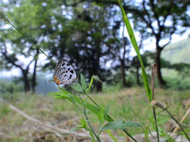 ＜信州日帰りの旅Ⅱ前半＞オナガシジミ（2015/07/31）_d0332816_0185996.jpg