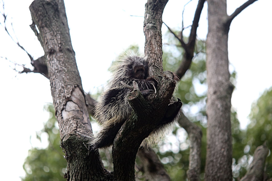 夜の動物園(上野動物園編)_f0224624_9154185.jpg