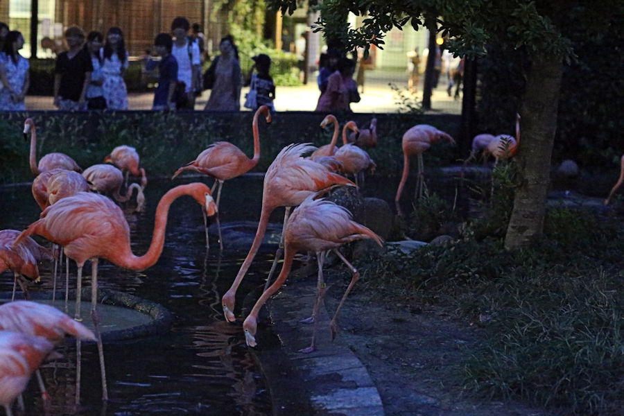 夜の動物園(上野動物園編)_f0224624_9295771.jpg