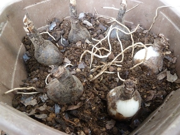 ピンク彼岸花植え替え 自然とともに生きる ピンク彼岸花植え替え 自然とともに生きる