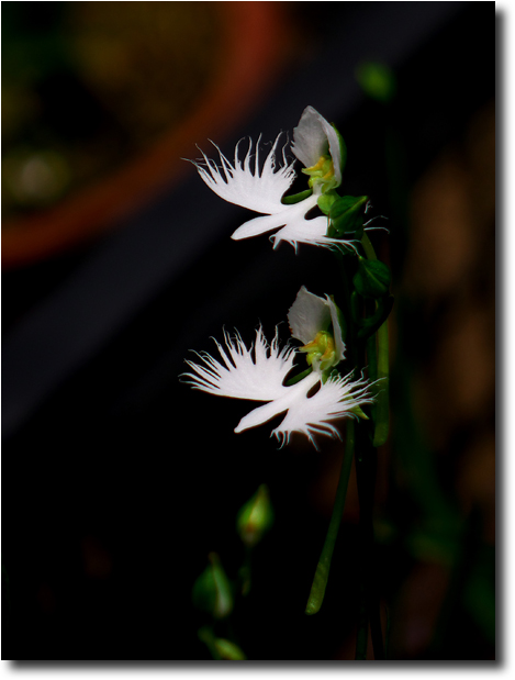 野草の花々Ⅱ　　_d0091147_13223141.jpg