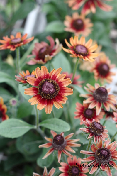 ルドベキア さにべるスタッフblog Sunny Day S Garden