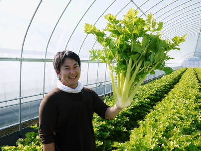 熊本セロリ「清正人参」　9月下旬の定植へ向けて苗床の様子_a0254656_18261154.jpg