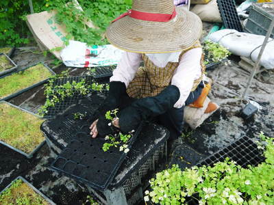 熊本セロリ「清正人参」　9月下旬の定植へ向けて苗床の様子_a0254656_18454873.jpg