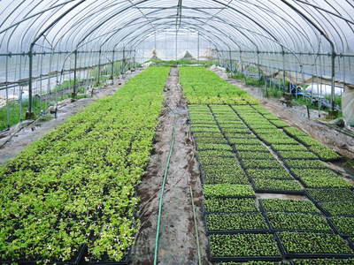 熊本セロリ「清正人参」 9月下旬の定植へ向けて苗床の様子_a0254656_188949.jpg