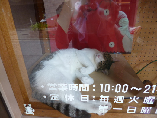 西院の猫カフェ_d0231858_11435871.jpg