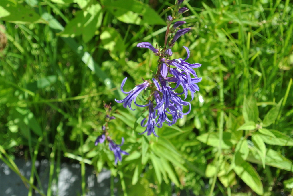 c0080861_14291880.jpg