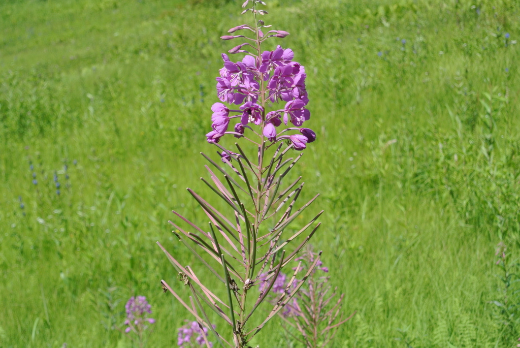 c0080861_14293337.jpg