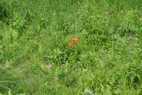 c0080861_14294026.jpg