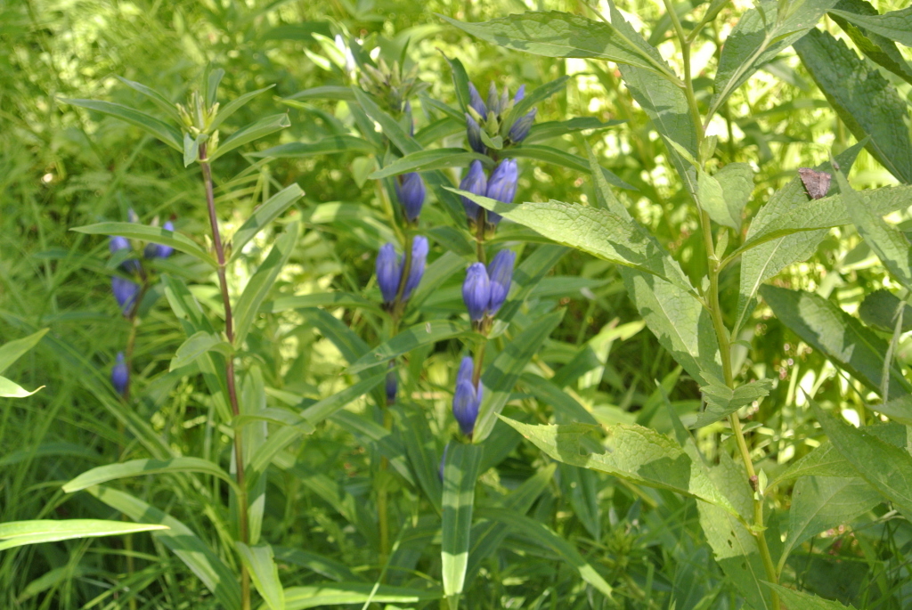 c0080861_14295775.jpg