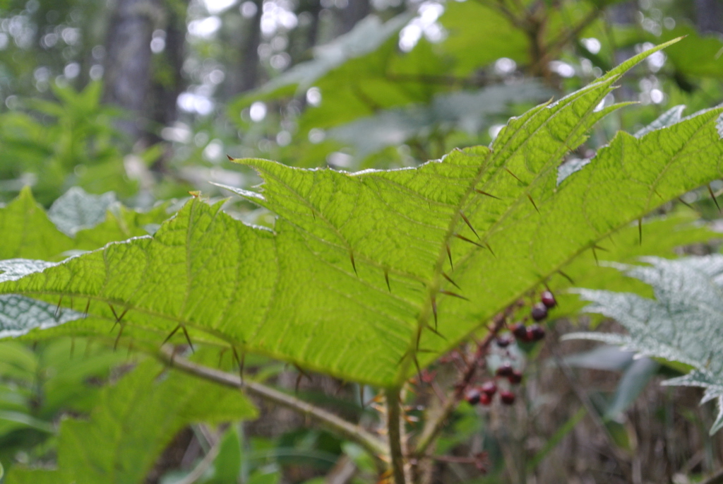 c0080861_14315604.jpg