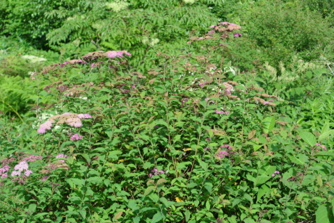 c0080861_14323292.jpg