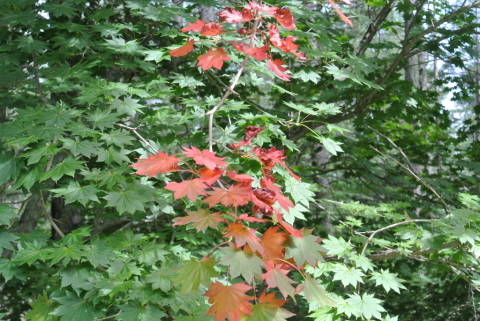 c0080861_14323755.jpg