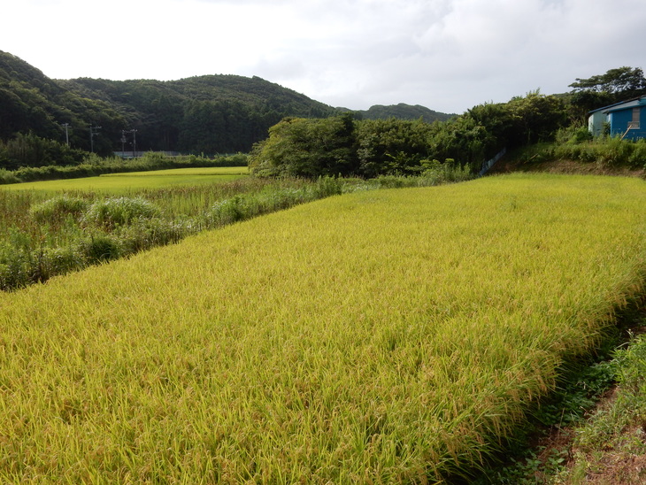’15,8,12(水)稲の刈り入れももうすぐですYO!_f0060461_10585891.jpg