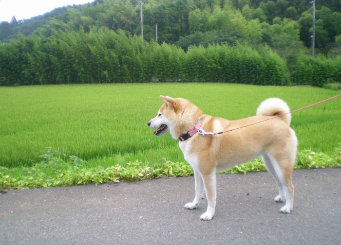 ’15,8,12(水)稲の刈り入れももうすぐですYO!_f0060461_1111726.jpg