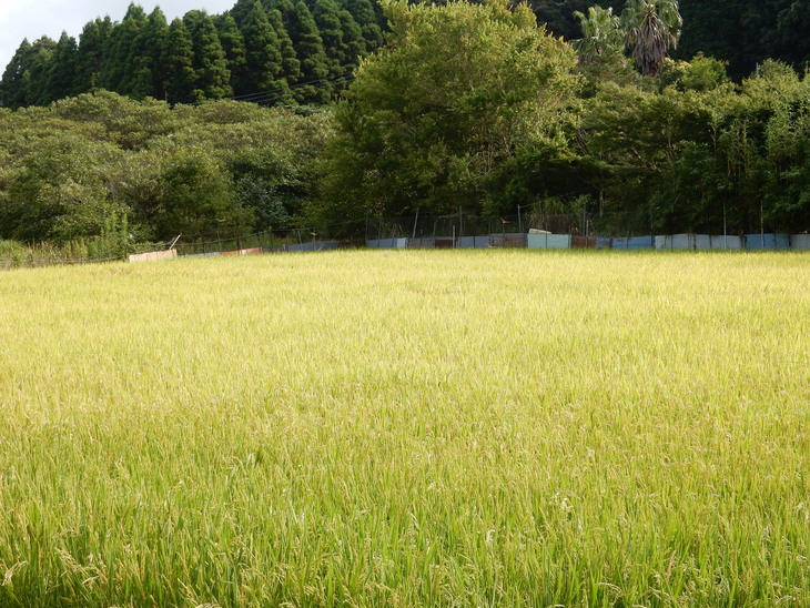 ’15,8,12(水)稲の刈り入れももうすぐですYO!_f0060461_14575637.jpg