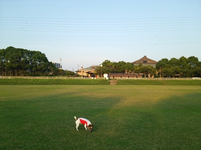 8月1日　サッカー場_f0100871_09503168.jpg