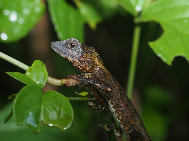 やんばるの生き物　オキナワキノボリトカゲ　Byヒナ_c0343075_2014276.jpg