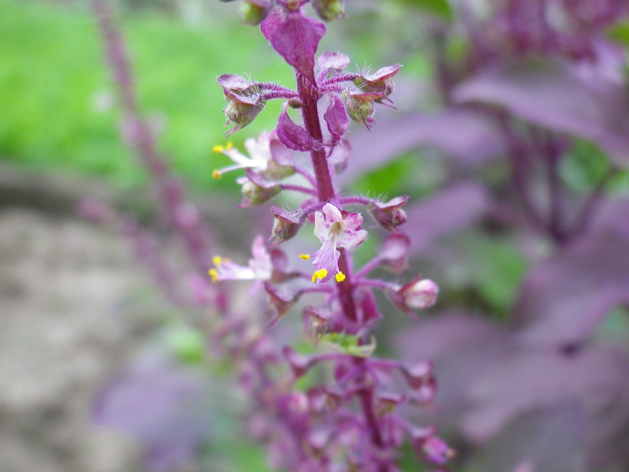 d0054276_20305313.jpg