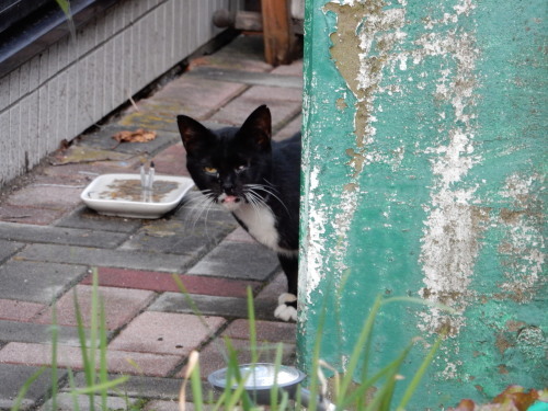 ありがとう、のらくろくん。_e0355177_19375883.jpg