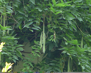 c0197980_5345851.png