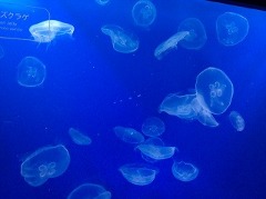 すみだ水族館、初訪問。_e0039787_22364639.jpg