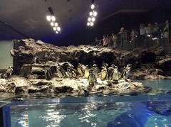 すみだ水族館、初訪問。_e0039787_2236982.jpg