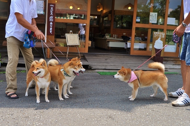 ４柴ちゃん、こんにちは！ ( 戸隠2015)_a0126590_00304995.jpg