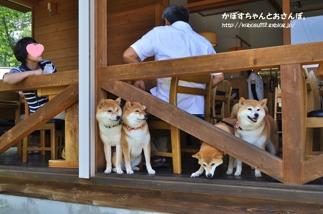 ４柴ちゃん、こんにちは！ ( 戸隠2015)_a0126590_00311187.jpg