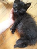 里親さま募集中 ☆ チロ_f0242002_15591296.jpg