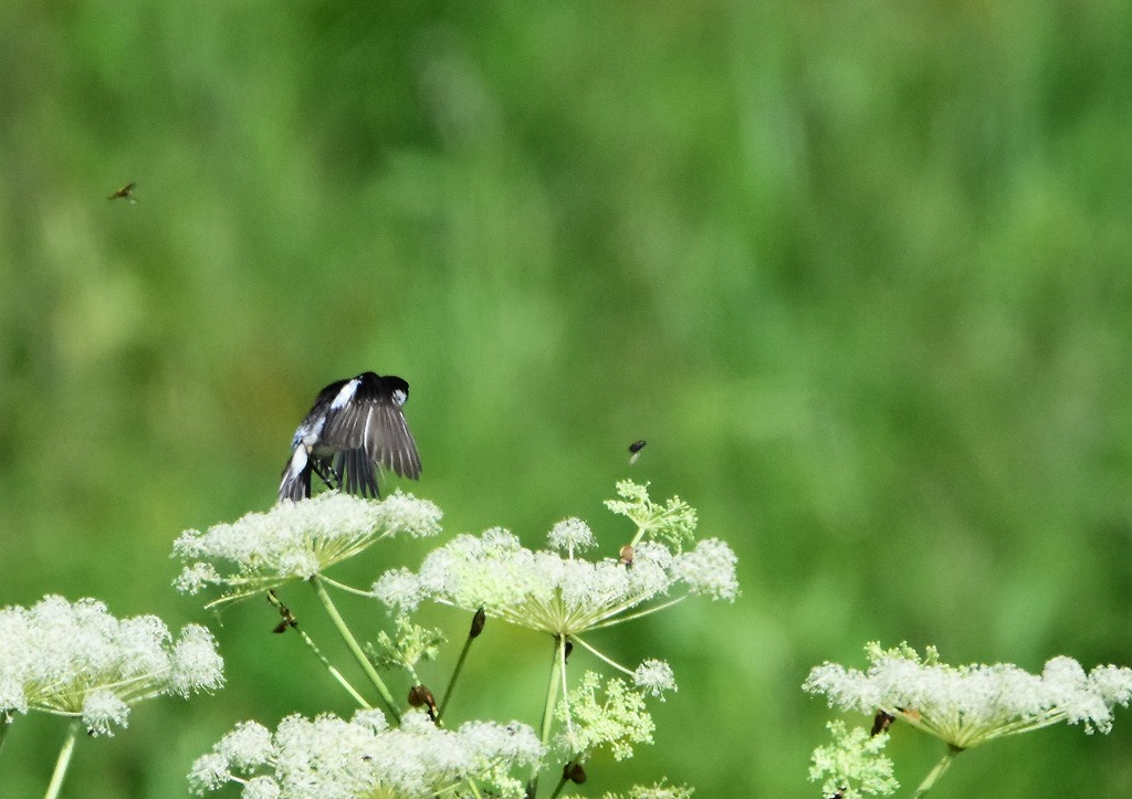 2015　08　13　高原で_d0127815_1720122.jpg