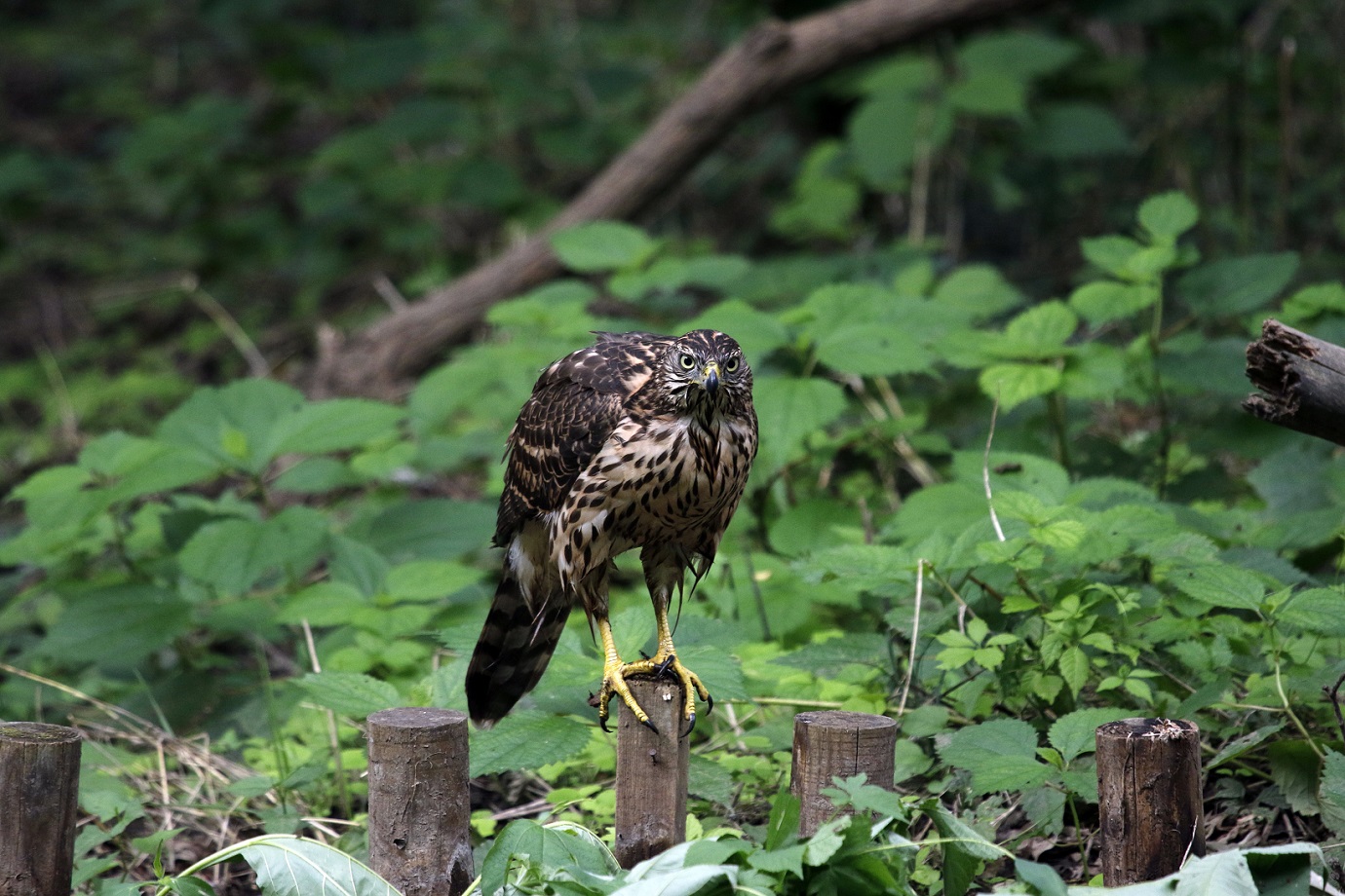 オオタカ幼鳥逞しく成長しています。_f0239515_18181061.jpg